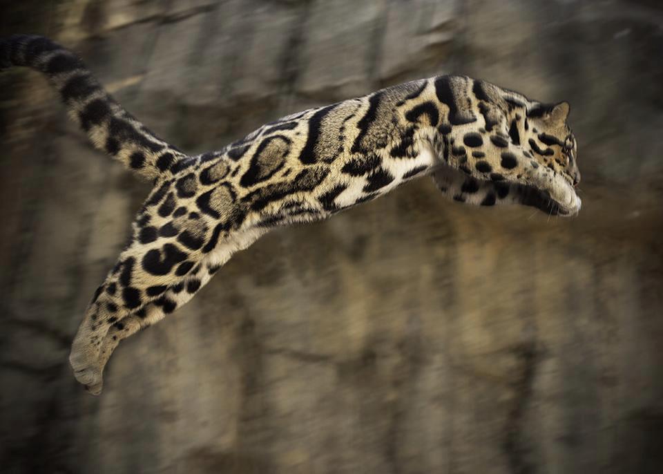 https://kimkiminy.files.wordpress.com/2014/01/leaping-clouded-leopard.jpg