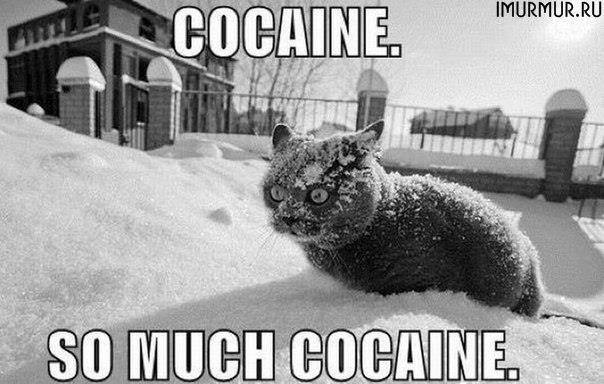 cocaine-cat